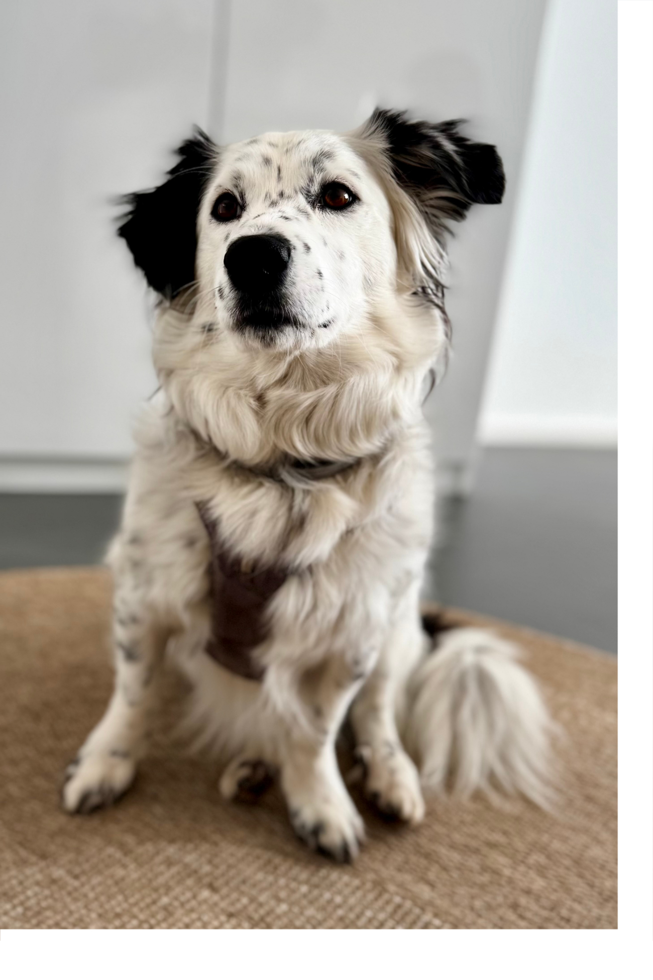 DIALOGO Esslingen: Therapiehund Greta